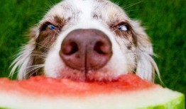 娱乐吃瓜菌小狗视频下载,揭秘小狗视频下载背后的秘密